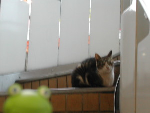 街の猫 街の猫